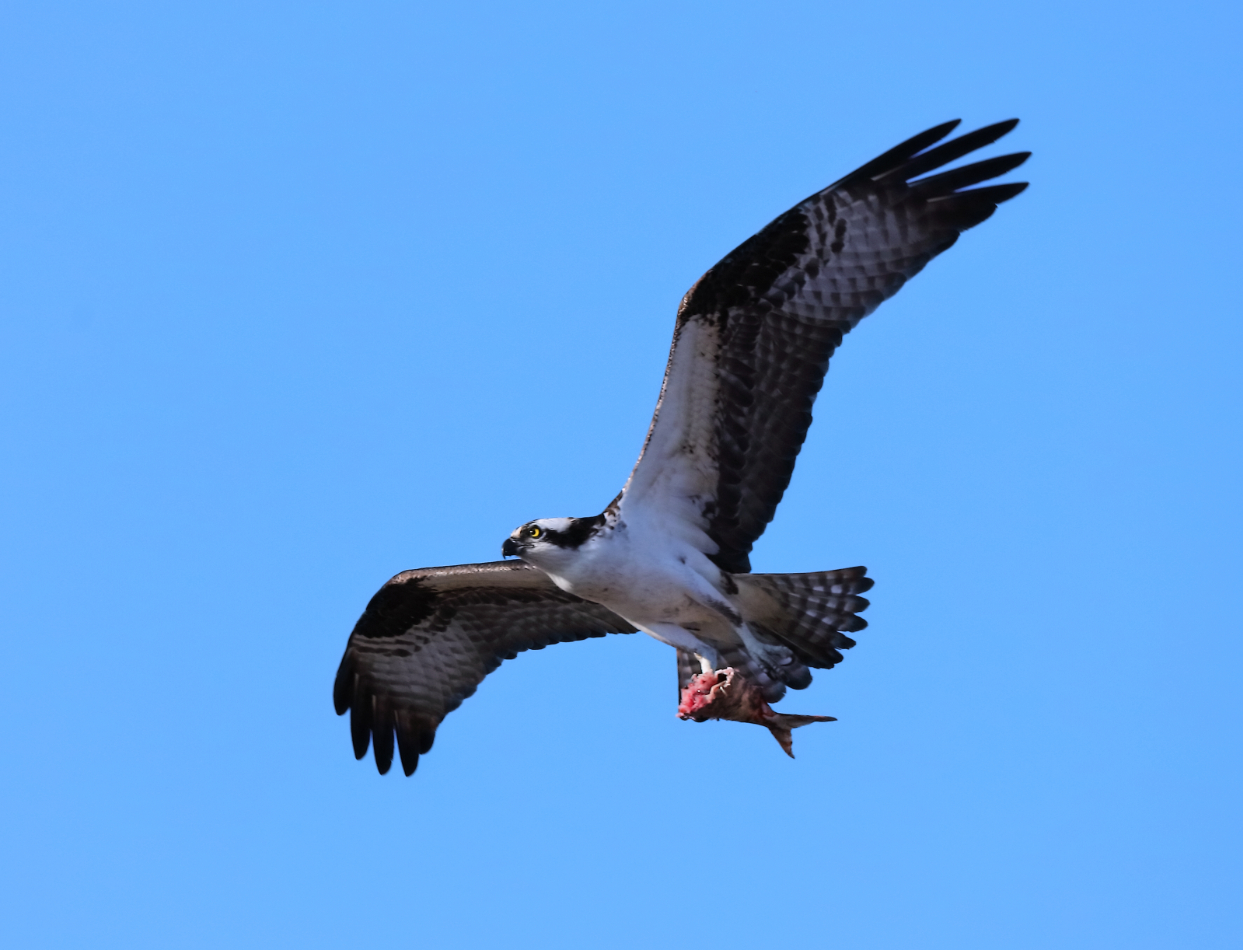 2019 04 06 HTP 90386 (2)